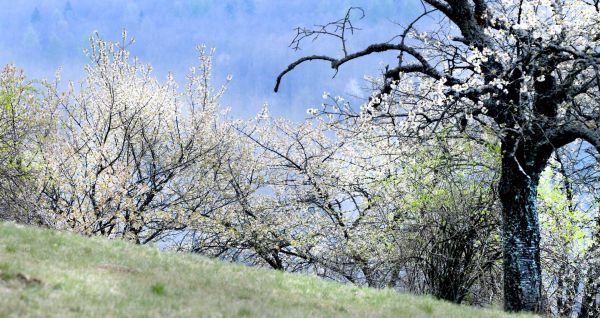 Frühling Streuobst