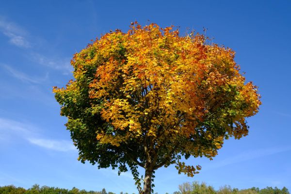 Herbst Laub Baum