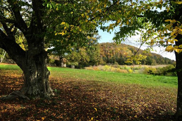 Herbst Bäume