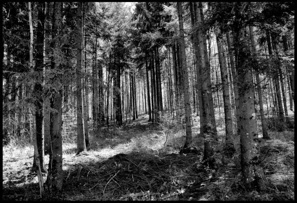 Wald Frühling