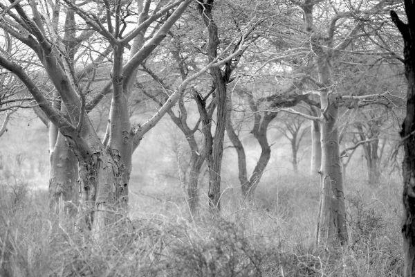 Tanzania Baum