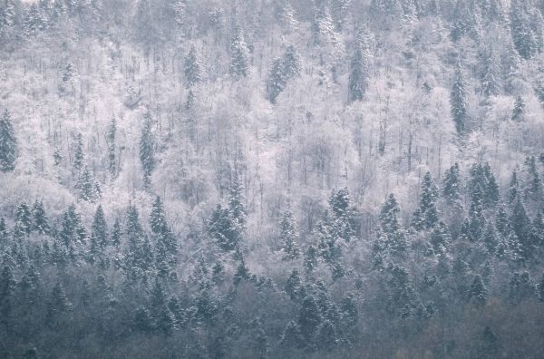 wald Schnee