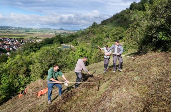 Landschaftspflege Wiese Weinberg