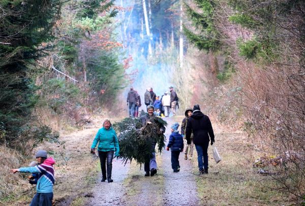 Weihnachtsbaum Wald