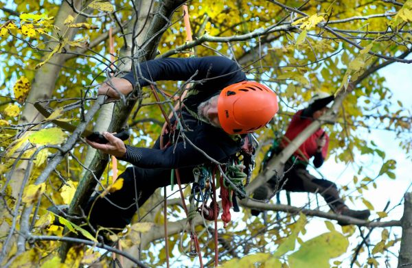 Baumpflege Klettern Nussbaum Laub