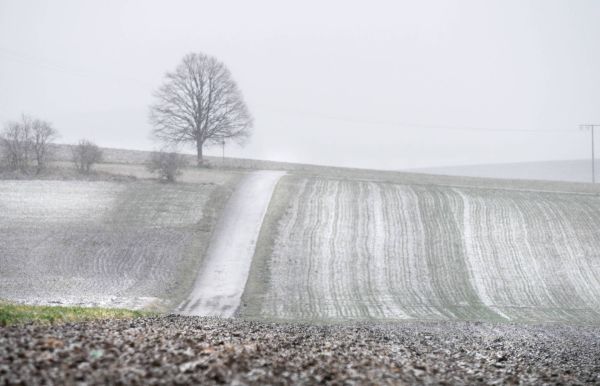 Später Schnee Baum Acker