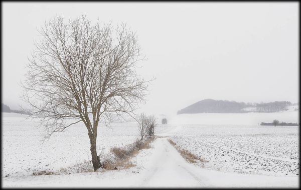 Baum Weg Schnee März
