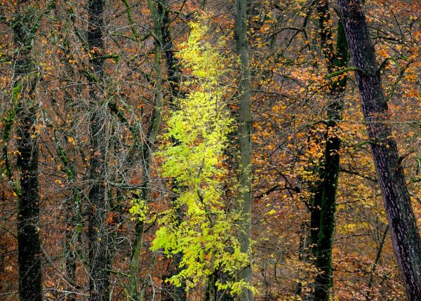 Wald Herbst Farben