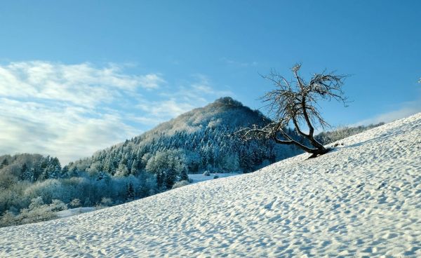 farrenberg Baum Schnee Hügel